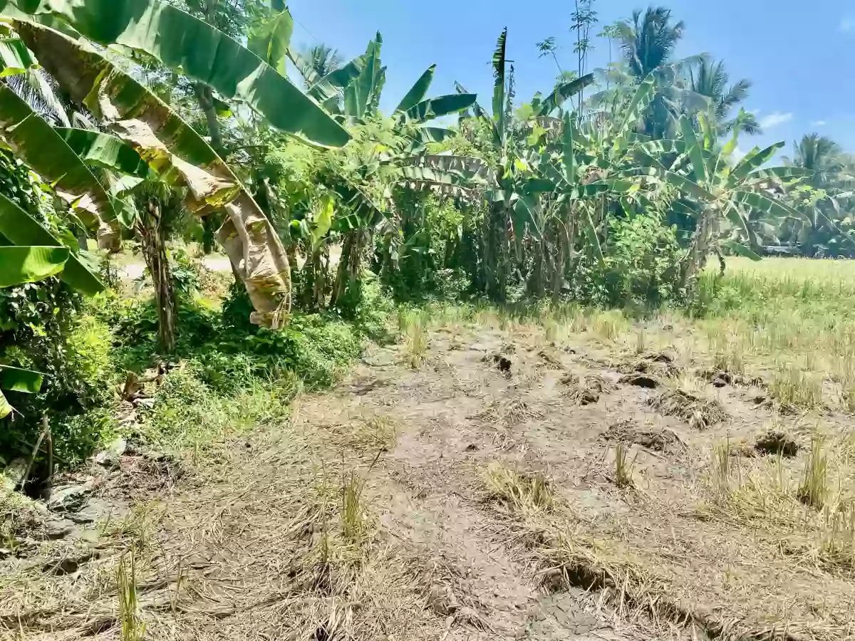 For Sale: Agricultural Lot in Lower Glad, Midsayap — 20005 sqm — Agricultural Lot in Midsayap, Cotabato, 9410 — Photo 3