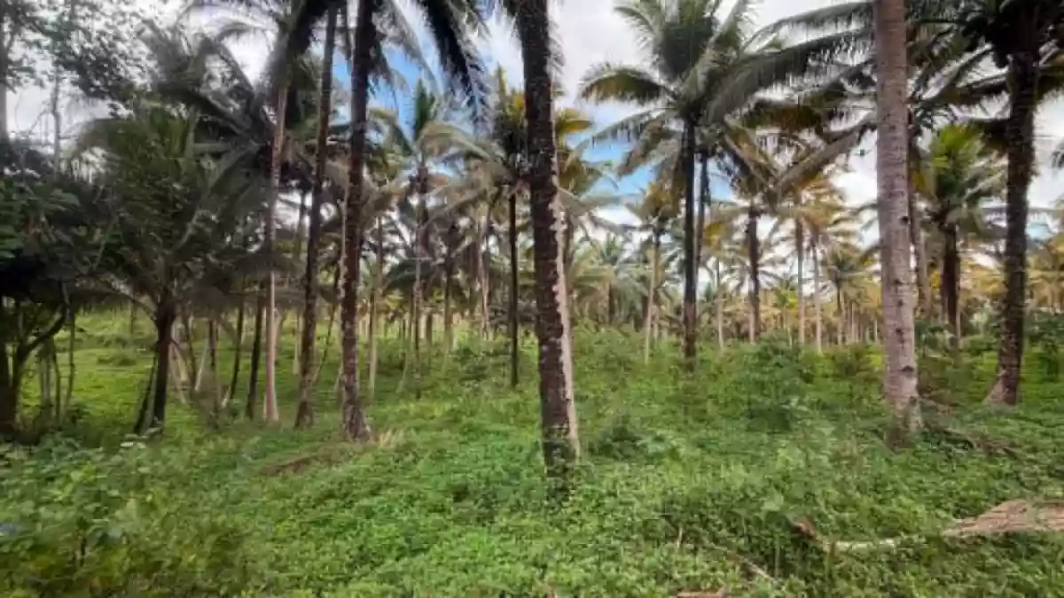 Rush Sale: 107104 sqm Agricultural Lot in Burgos, Aloran — Agricultural Lot in Burgos, Aloran, Misamis Occidental — Photo 5