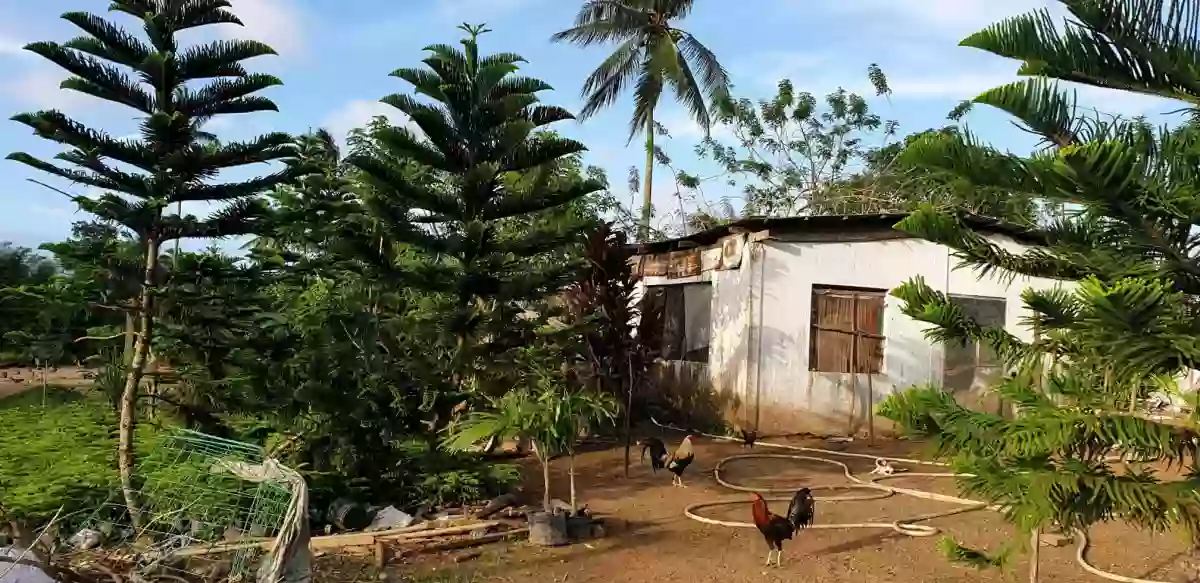 For Sale: Agricultural Lot with 32 meters Frontage in Ulat, Silang — Agricultural Lot in Silang, Cavite, 4118 — Photo 3