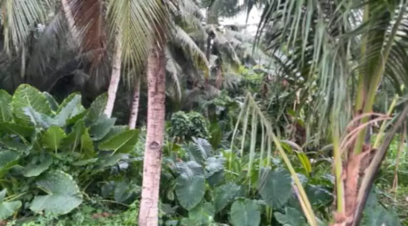 LOT FOR SALE - photo 3