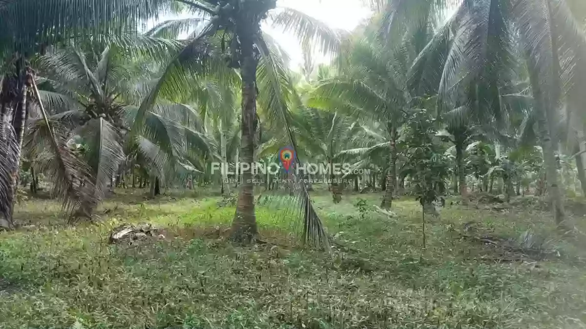 For Sale: Agricultural Lot Near Upper Balogo Elementary School, Pigkawayan — 44869 sqm — Agricultural Lot in Pigkawayan, Cotabato, 9412 — Photo 3