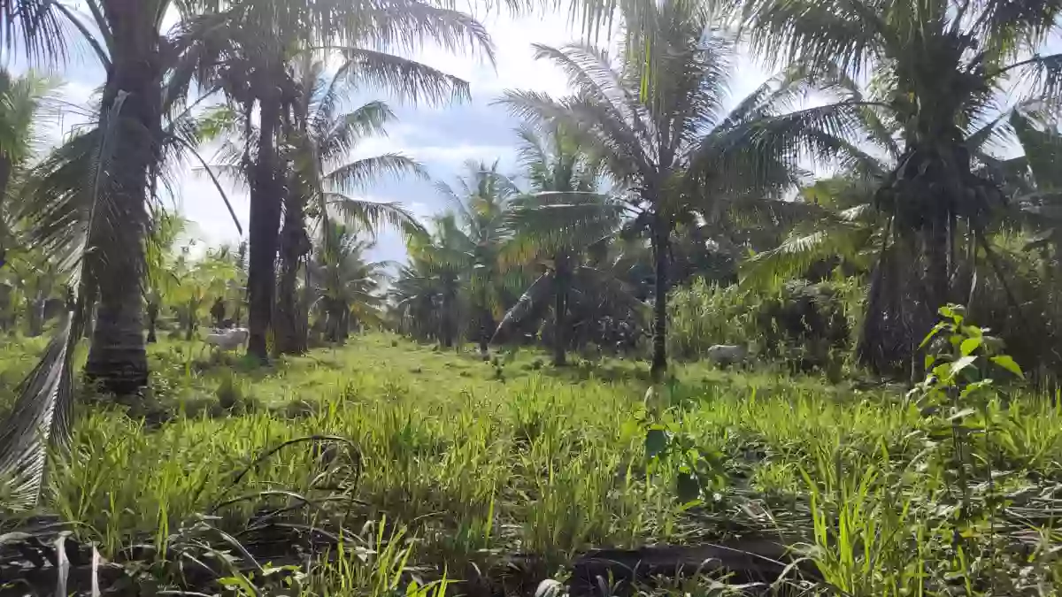 For Sale: Agricultural Lot in Silway 7, Polomolok — 10000 sqm — Agricultural Lot in Polomolok, South Cotabato, 9504 — Photo 5