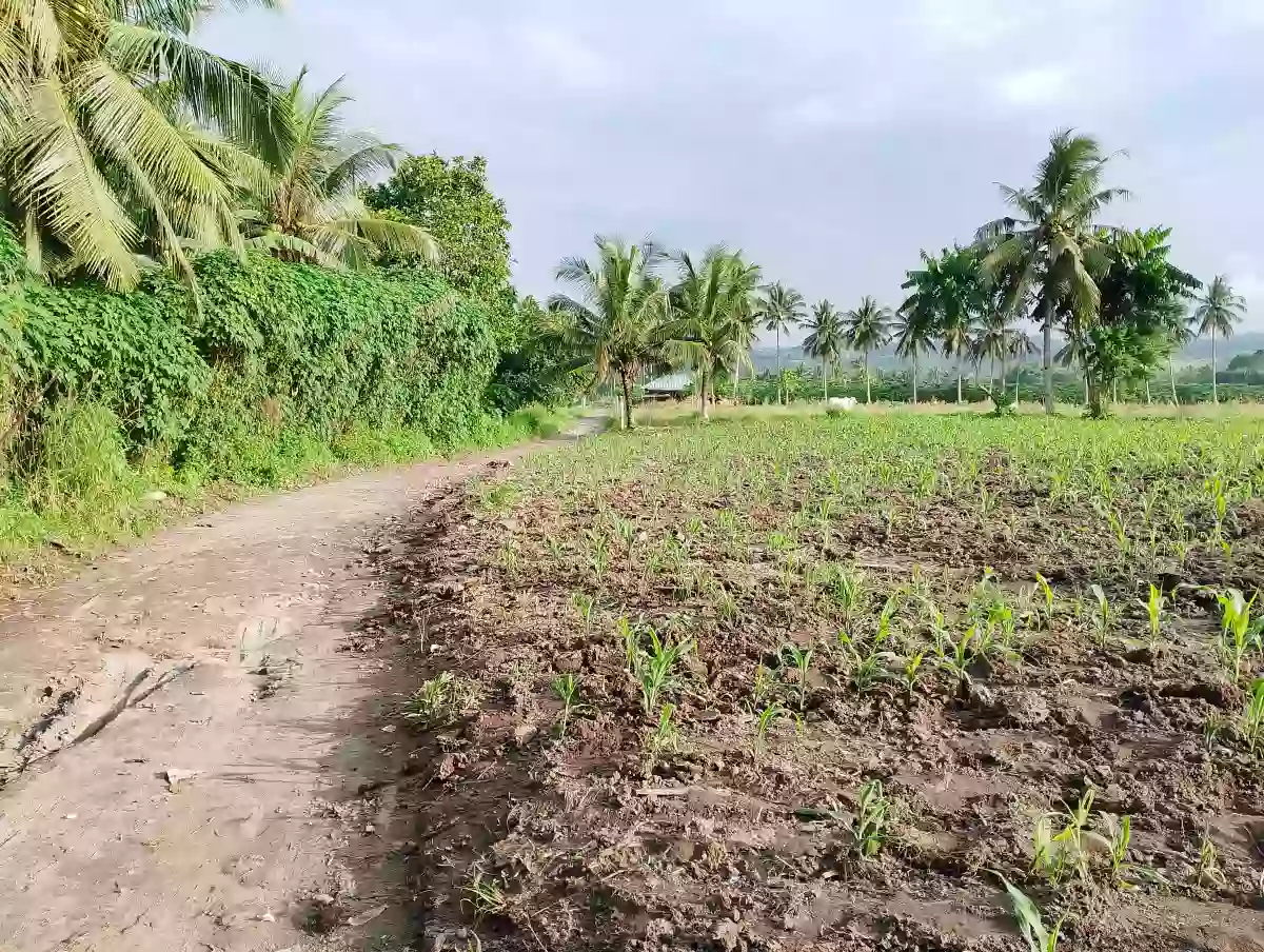 For Sale: 10400 sqm Agricultural Lot in Rubber, Polomolok — Agricultural Lot in Polomolok, South Cotabato, 9504 — Photo 4