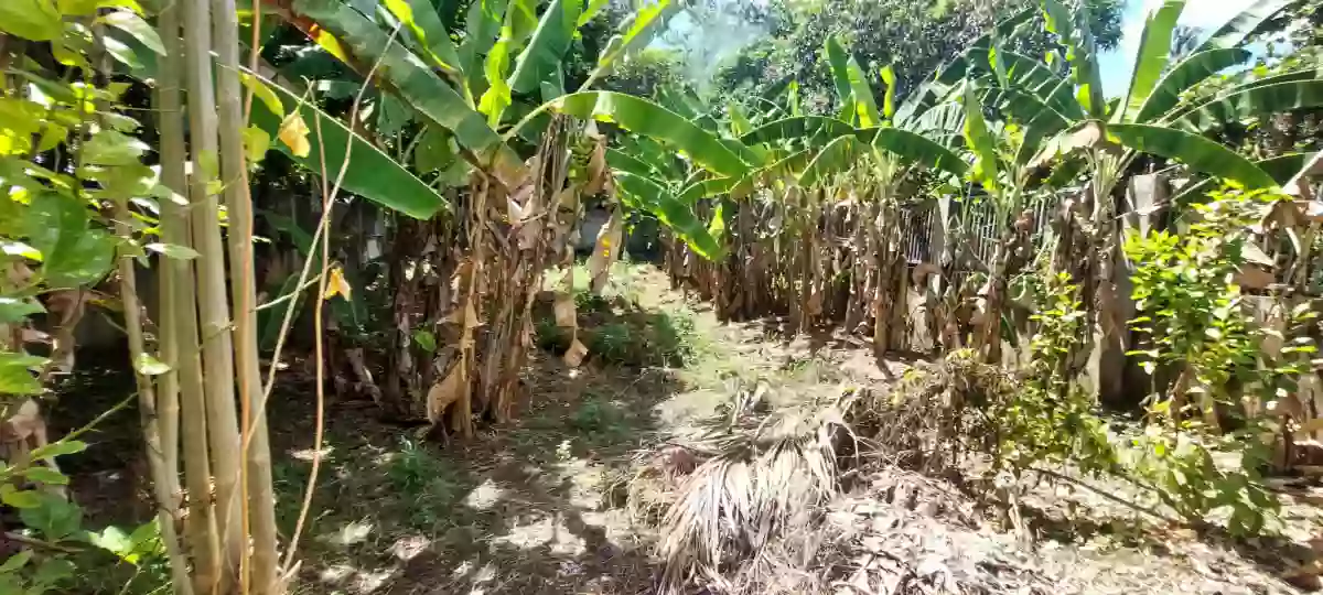 For Sale: 354 sqm lot only in Pit-os Talamban Cebu City — Residential Lot in Pit-os, Cebu City, Cebu — Photo 5