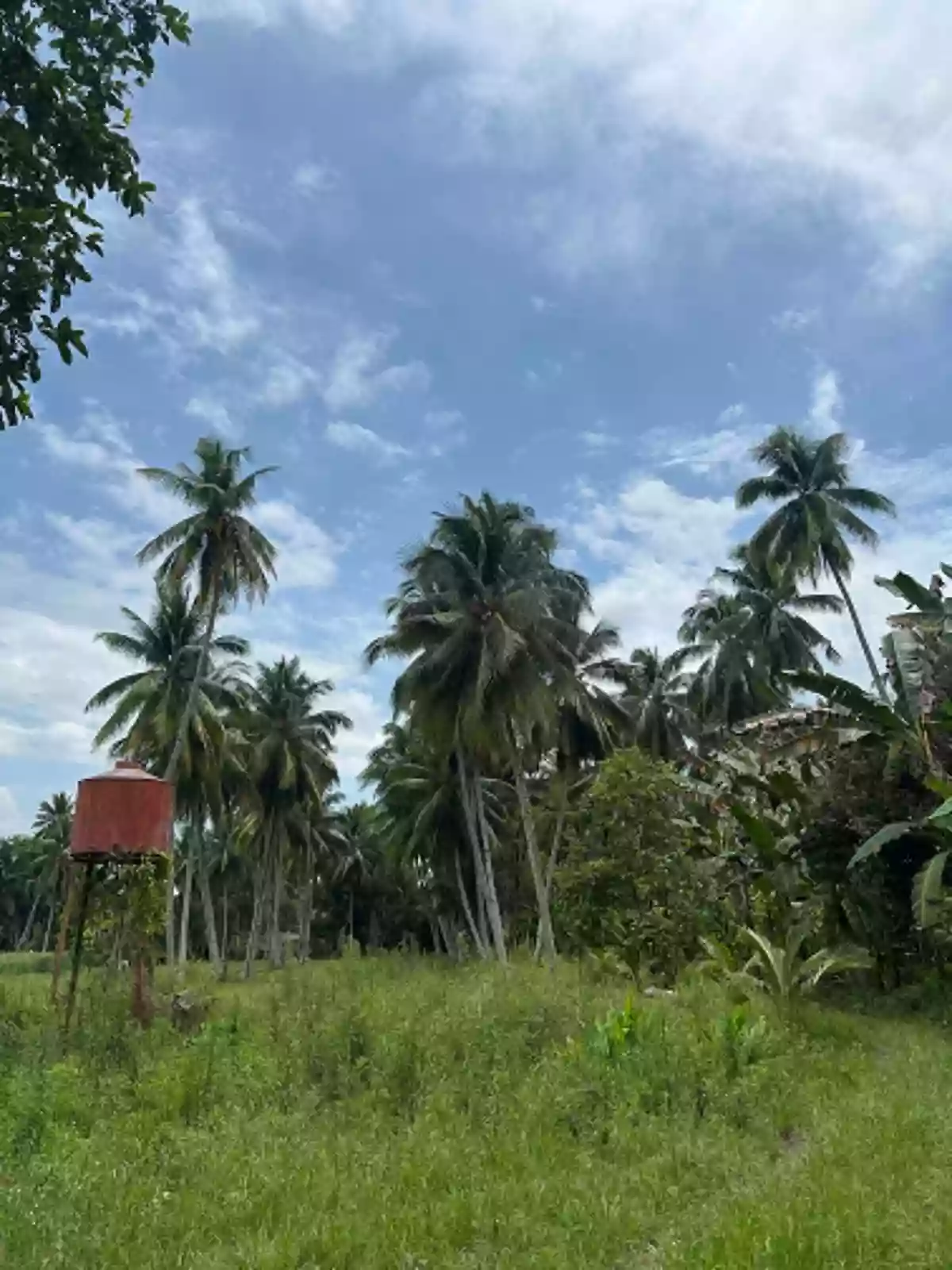 Agricultural Lot for Sale Near Brgy. San Isidro Day Care Center, Tampacan — 36,067 sqm — Agricultural Lot in San Isidro, Tampacan, South Cotabato — Photo 6