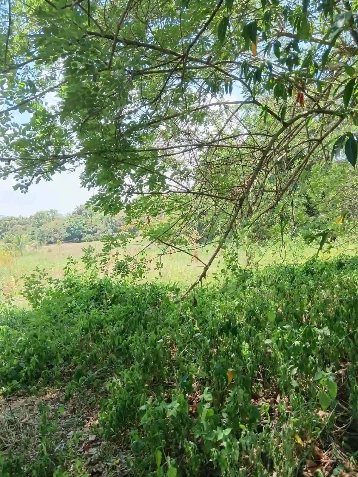 For Sale: Residential Lot in Consuelo, Magsaysay — 711 sqm — Residential Lot in Magsaysay, Misamis Oriental, 9015 — Photo 3