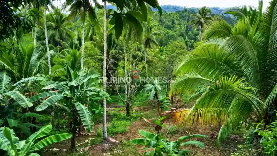 For Sale: Agricultural Lot in Anick, Pigkawayan — 46096 sqm — Agricultural Lot in Pigkawayan, Cotabato, 9412 — Photo 4