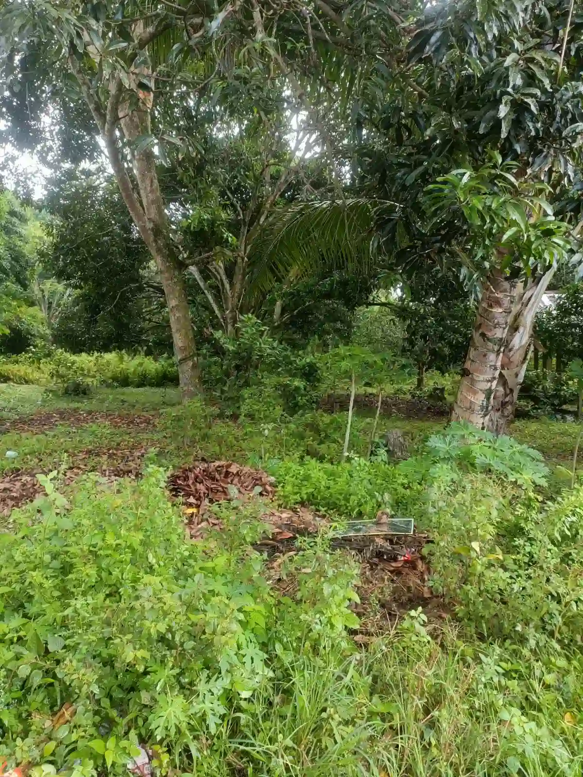 For Sale: Residential Lot in Balayagmanok, Bacung — 10957 sqm — Residential Lot in Bacung, Negros Oriental, 6216 — Photo 3