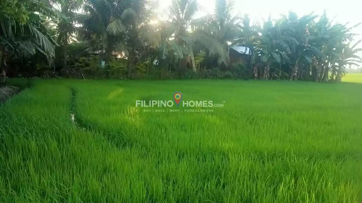 For Sale: Agricultural Lot in Sinawingan, Libungan — 7500 sqm