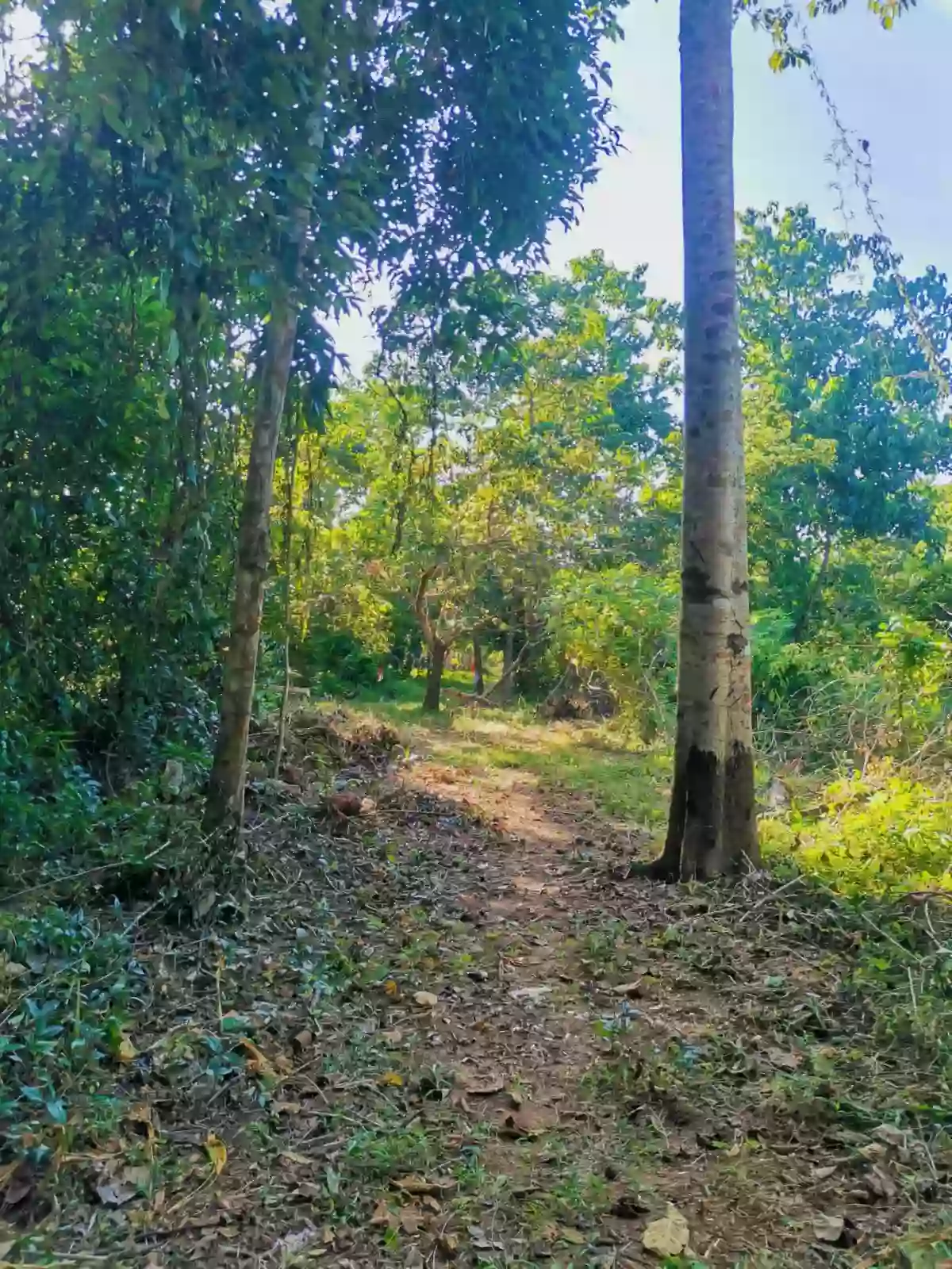 For Sale: Agricultural Lot in Barangay IV (Pob.), Coron — 2601 sqm
