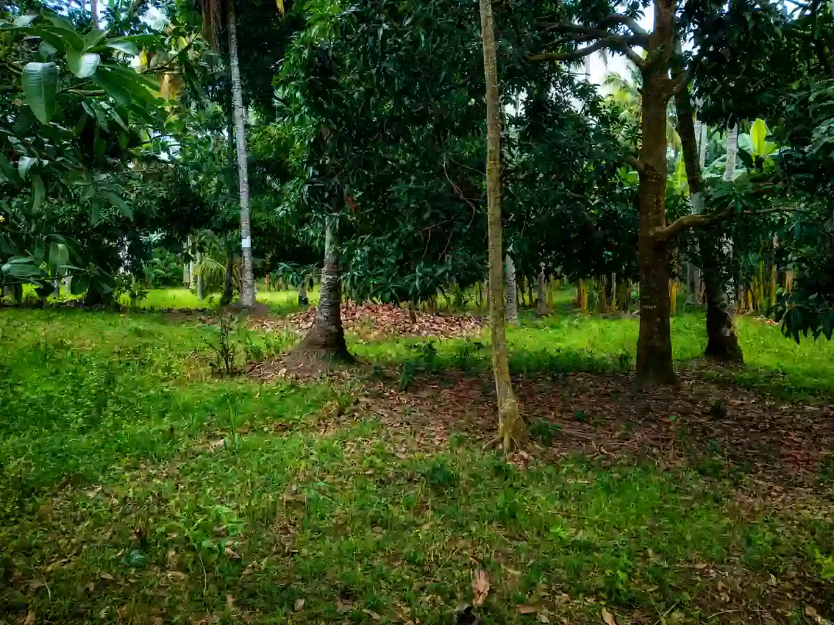 For Sale: Agricultural Lot in Matti, Digos — 40000 sqm along road — Agricultural Lot in Digos, Davao del Sur, 8002 — Photo 5