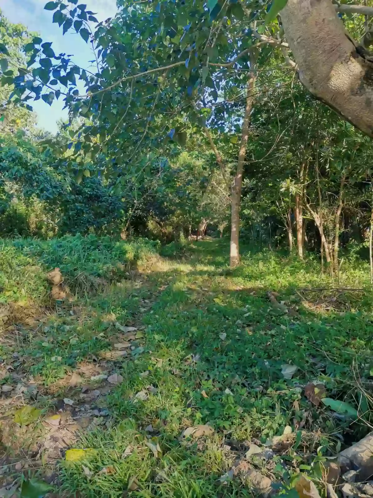 For Sale: Agricultural Lot in Barangay IV (Pob.), Coron — 2601 sqm — Agricultural Lot in Barangay IV (Pob.), Coron, Palawan — Photo 3