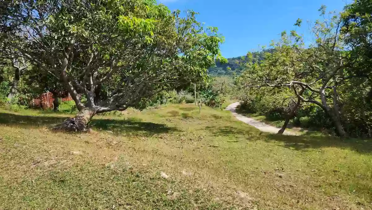 For Sale: 2-Hectare Ocean-View Property – Ideal Investment — Agricultural Lot in Calatagan, Batangas, 4215 — Photo 4