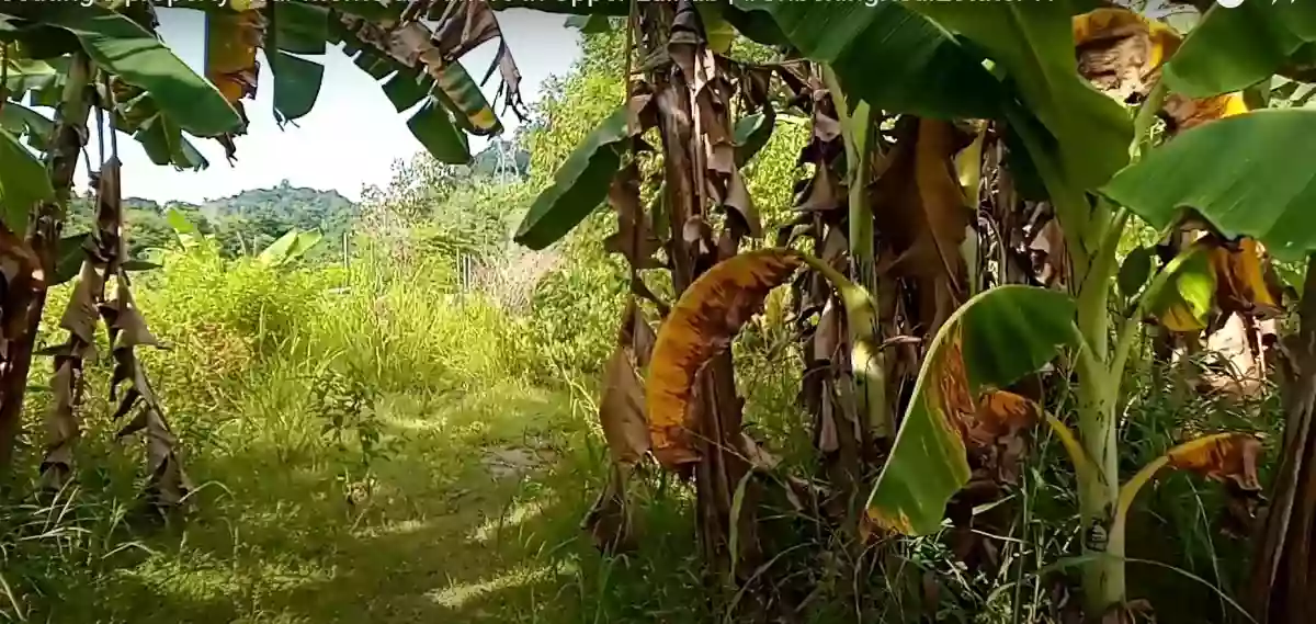 For Sale: Residential Lot in Luinab, Iligan City — 800 sqm — Residential Lot in Iligan City, Lanao del Norte, 9200 — Photo 3