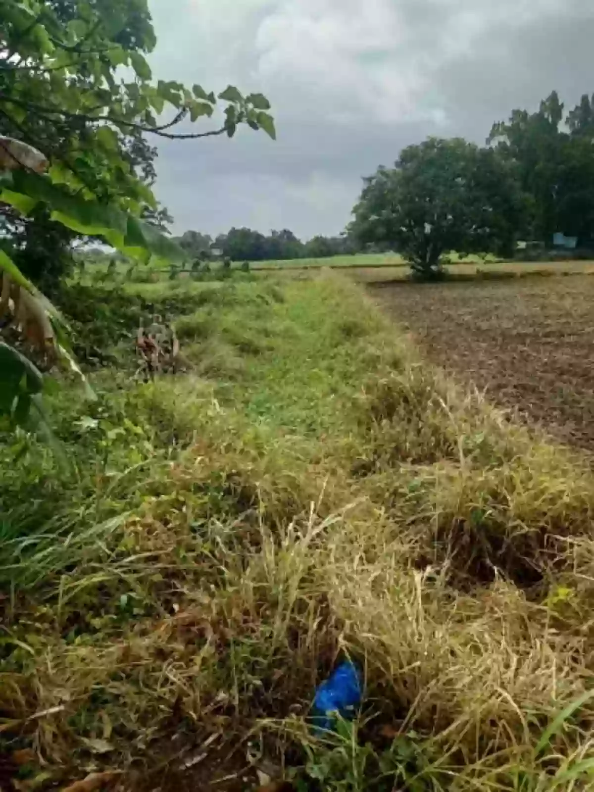 For Sale: Agricultural Lot in Bintog, Plaridel — 3000 sqm — Agricultural Lot in Plaridel, Bulacan, 3004 — Photo 2