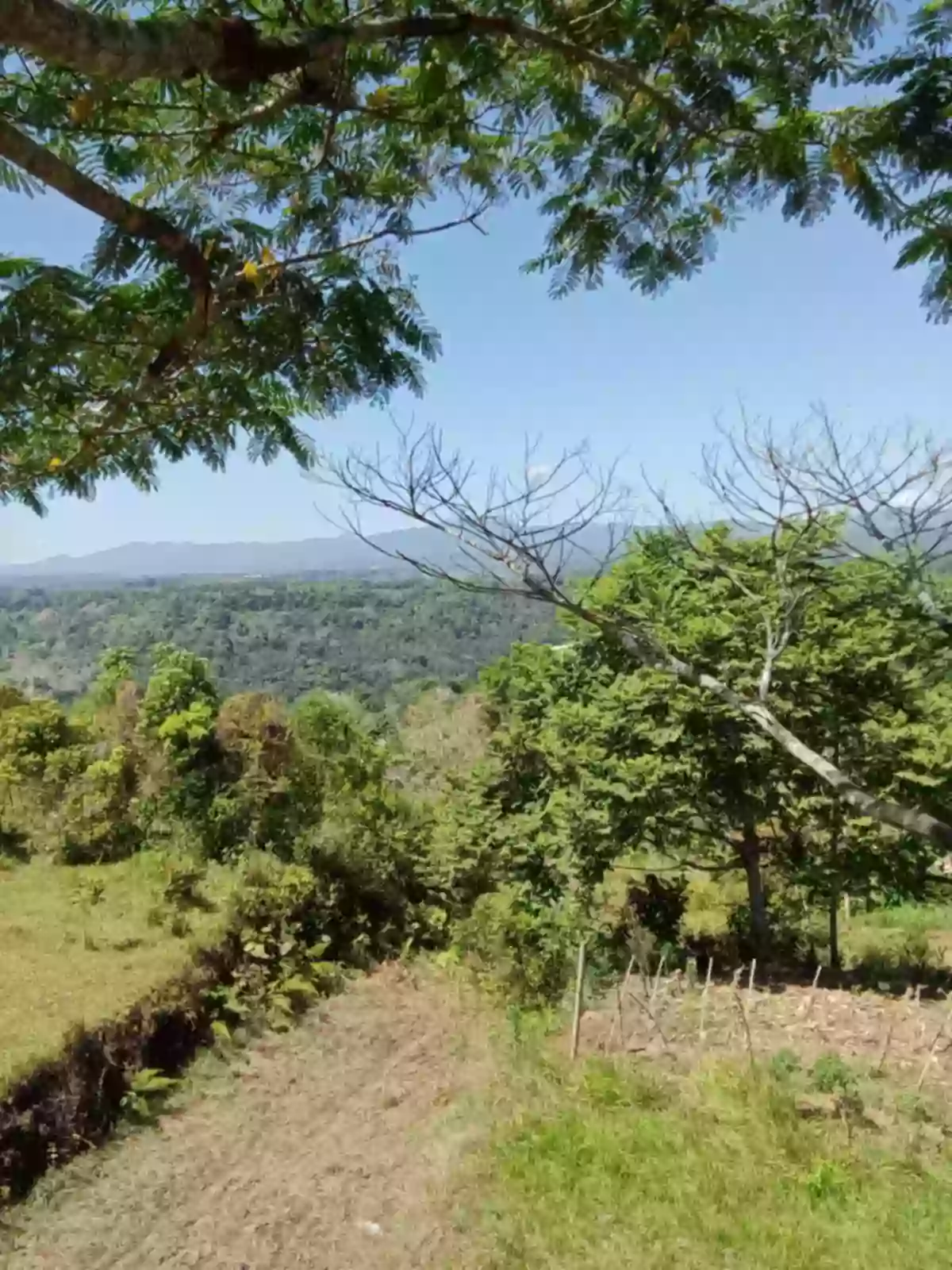 Agricultural Land For Sale!! — Agricultural Lot in Libuna, Bukidnon, 8706 — Photo 3