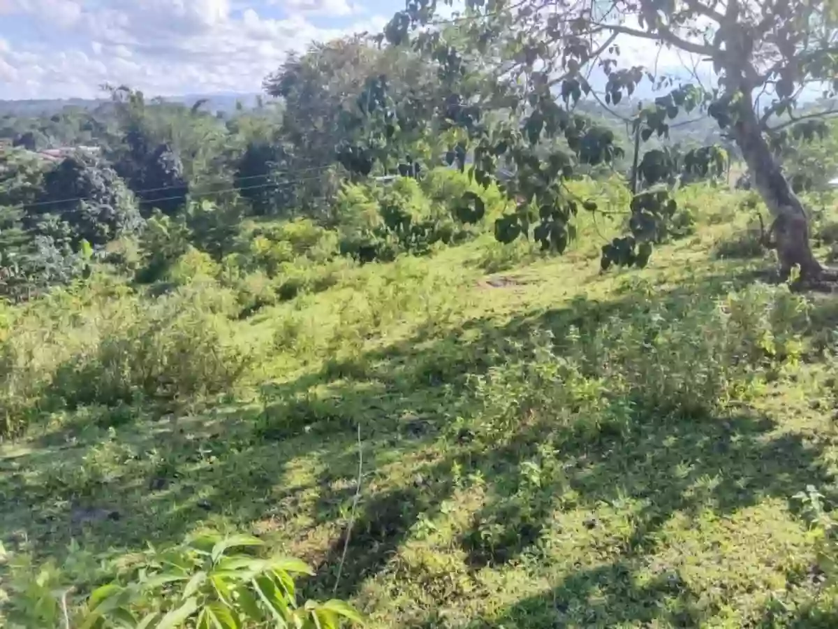 For Sale: Agricultural Lot in Casisang, Malaybalay — 1099 sqm — Agricultural Lot in Malaybalay, Bukidnon, 8700 — Photo 2