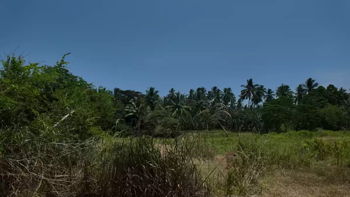 For Sale: Agricultural Lot in Domolok, Alabel — 117,000 sqm — Agricultural Lot in Domolok, Alabel, Sarangani — Photo 6