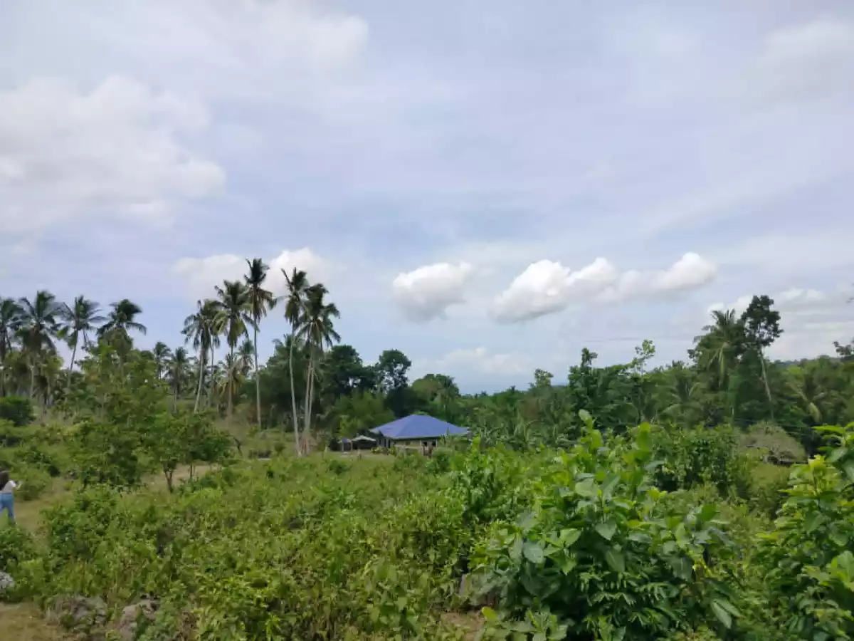For Sale Agricultural Lot in Panubtuban, Dauin — 1780 sqm — Agricultural Lot in Panubtuban, Dauin, Negros Oriental — Photo 5