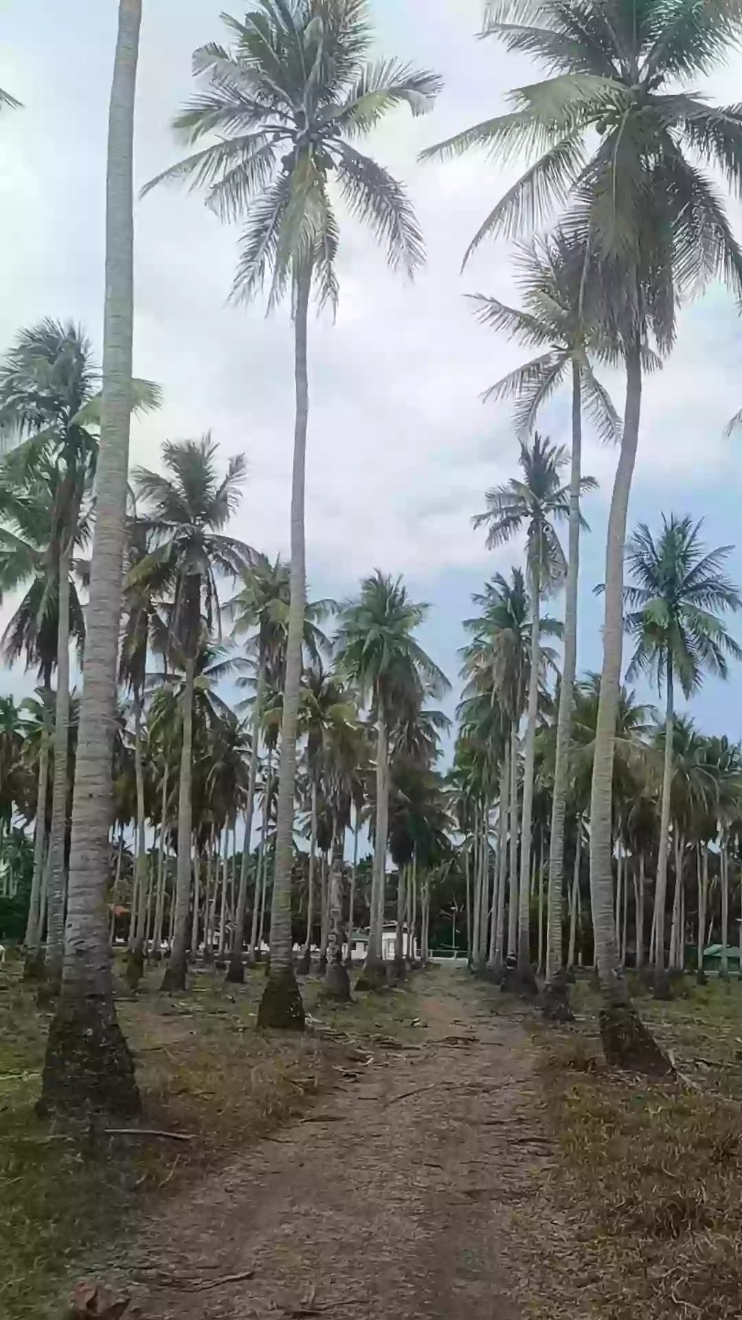 Open photo 11 of 12 — For Sale: Agricultural Lot in Bobon, Mati — 54,432 sqm