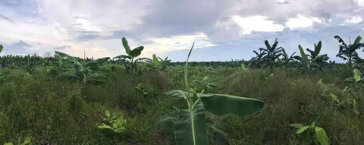 For Sale: Residential Lot in Osmeña, Compostela — 5001 sqm — Residential Lot in Osmeña, Compostela, Compostela Valley — Photo 2