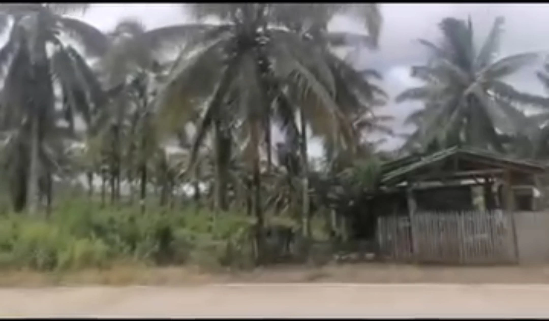 For Sale: Agricultural Lot Near Zamboanga Sibugay — 518m Road Frontage — Agricultural Lot in Domandan, Ipil, Zamboanga Sibugay — Photo 2