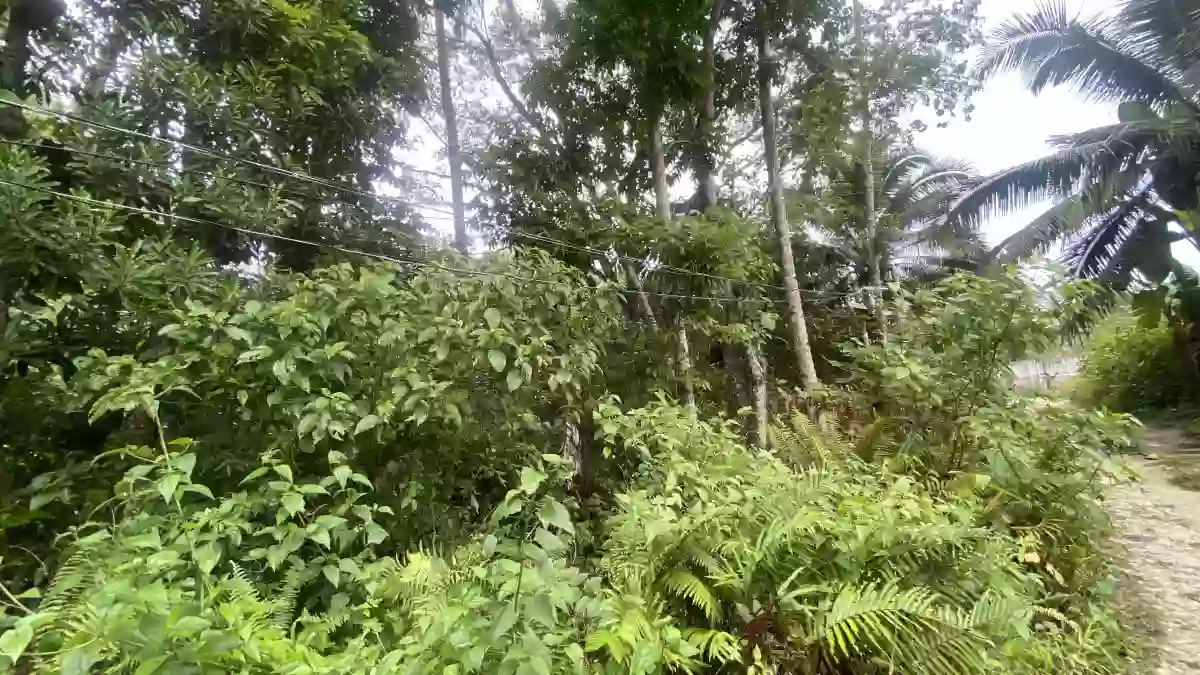 For Sale: Residential Lot in Campagao, Bilar — 4,588 sqm — Residential Lot in Loay Interior Road, Campagao, Bilar — Photo 3
