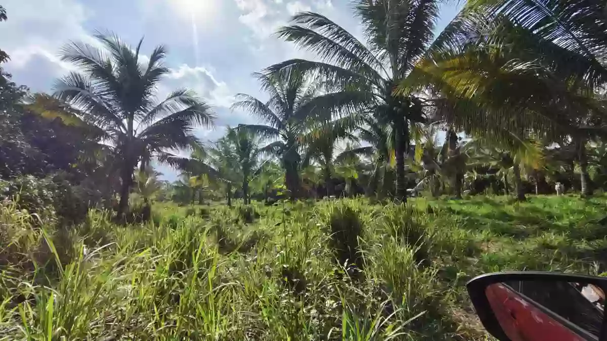 For Sale: Agricultural Lot in Silway 7, Polomolok — 10000 sqm — Agricultural Lot in Polomolok, South Cotabato, 9504 — Photo 4
