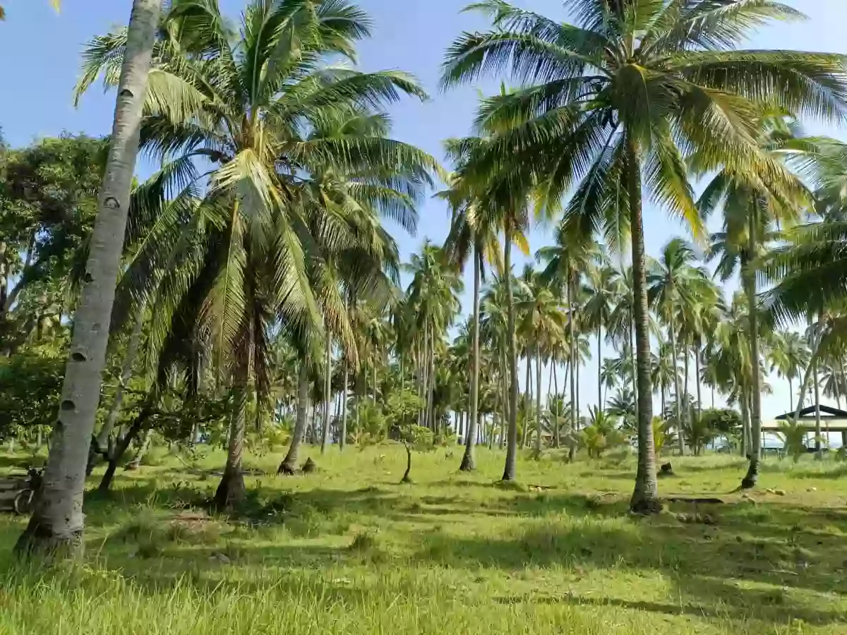 For Sale: Beach Lot in Aramaywan, Quezon, Palawan — 29955 sqm — Beach Lot in Quezon, Palawan, 5304 — Photo 2
