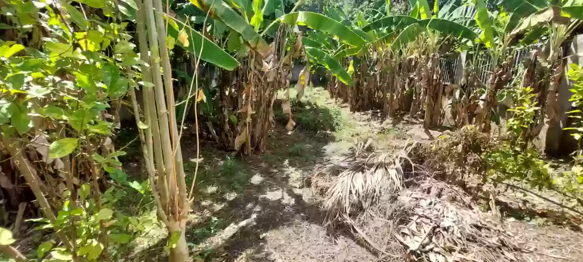 For Sale: 354 sqm lot only in Pit-os Talamban Cebu City — Residential Lot in Pit-os, Cebu City, Cebu — Photo 6