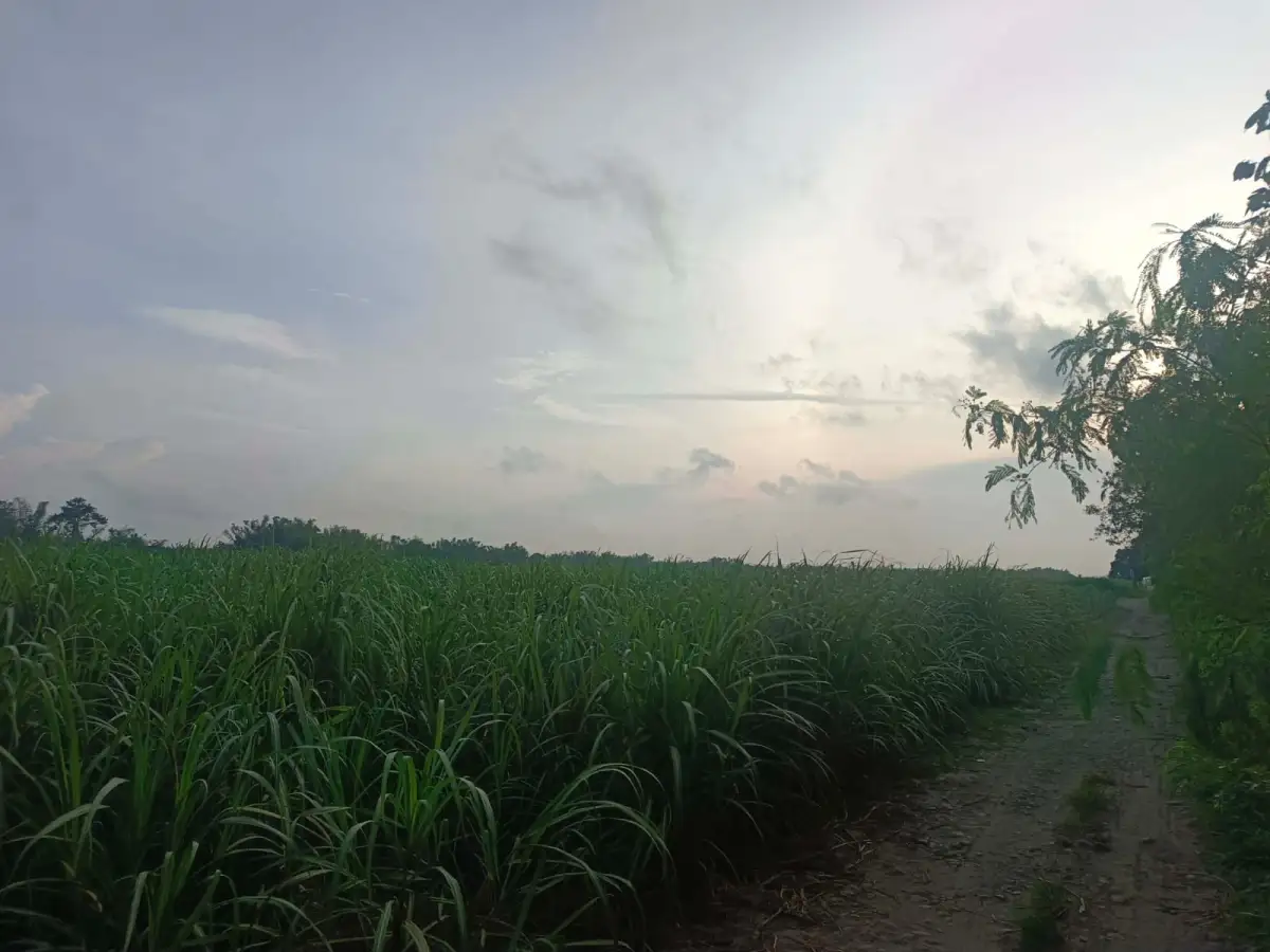 FOR SALE Agricultural Lot in Guinhalaran, Silay City — 20000 sqm — Agricultural Lot in Silay City, Negros Occidental, 6116 — Photo 3