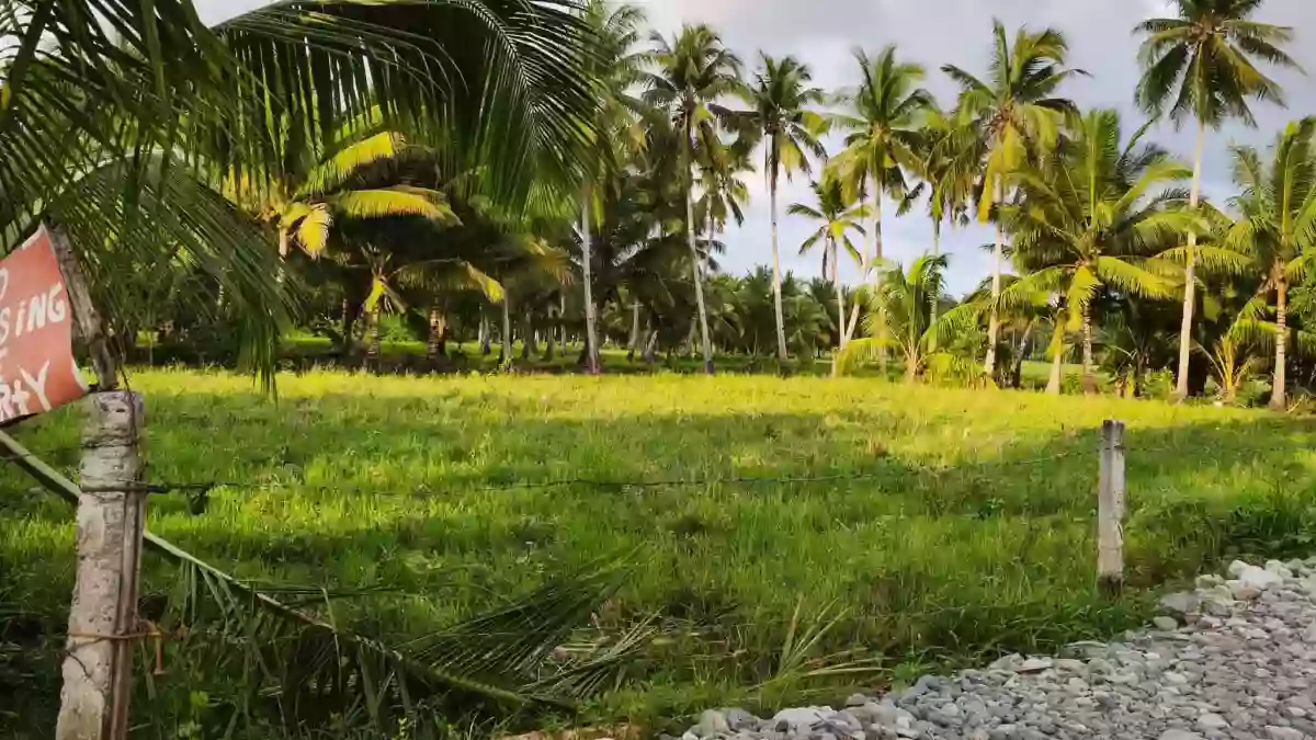 Rush Sale: Agricultural Lot in Abilan, Buenavista — 1000 sqm