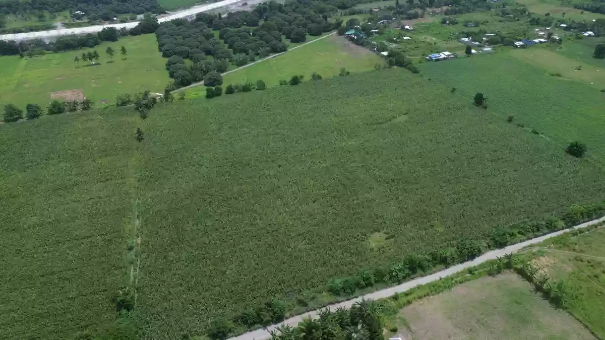 For Sale: Agricultural Lot in Cannery Site, Polomolok — 40000 sqm — Agricultural Lot in Polomolok, South Cotabato, 9504 — Photo 4