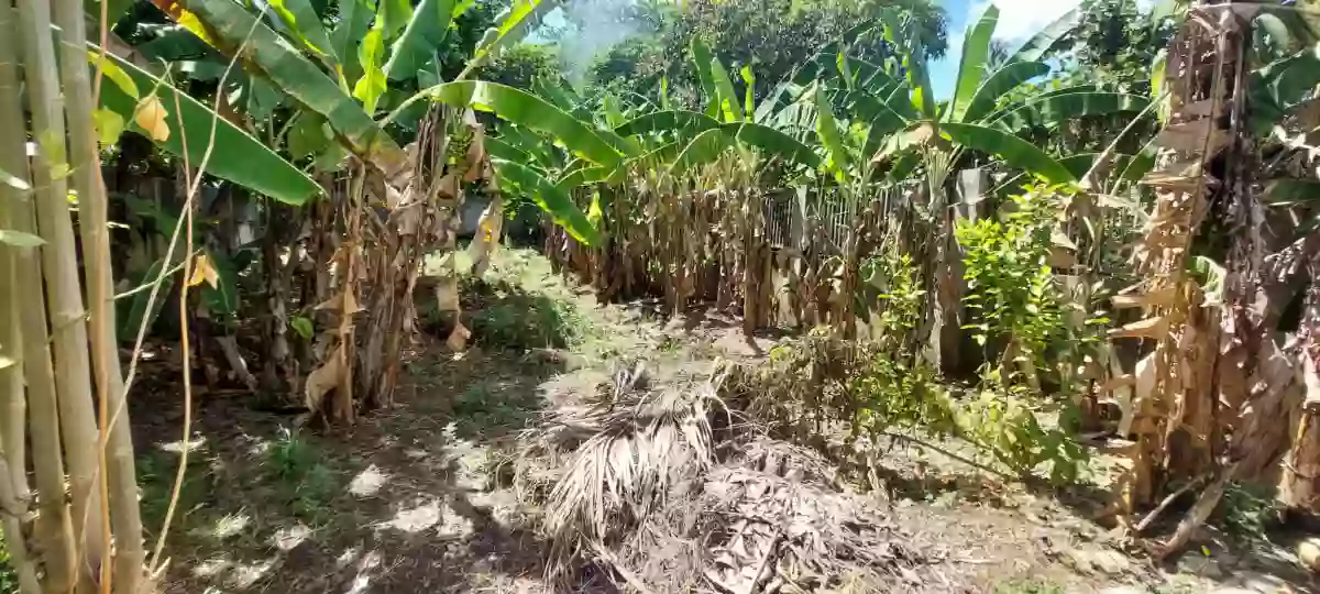 For Sale: 354 sqm lot only in Pit-os Talamban Cebu City — Residential Lot in Pit-os, Cebu City, Cebu — Photo 4