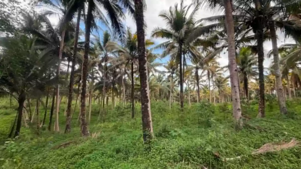 Rush Sale: 107104 sqm Agricultural Lot in Burgos, Aloran — Agricultural Lot in Burgos, Aloran, Misamis Occidental — Photo 4