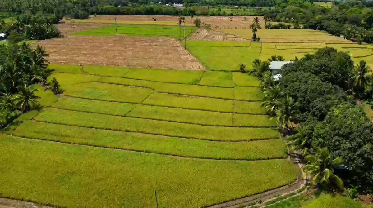 For Sale: Agricultural Lot in Matti, Digos — 40000 sqm along road