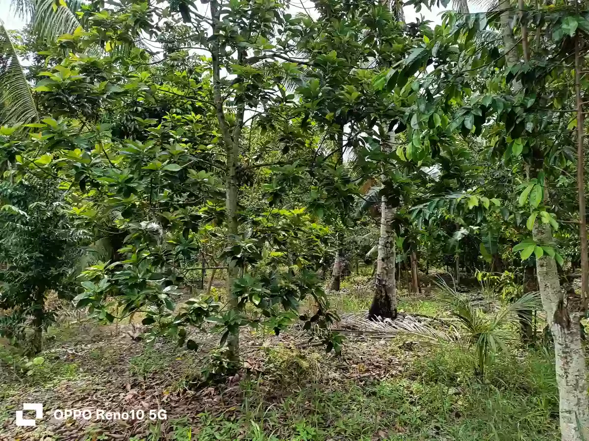FARM LOT FORSALE