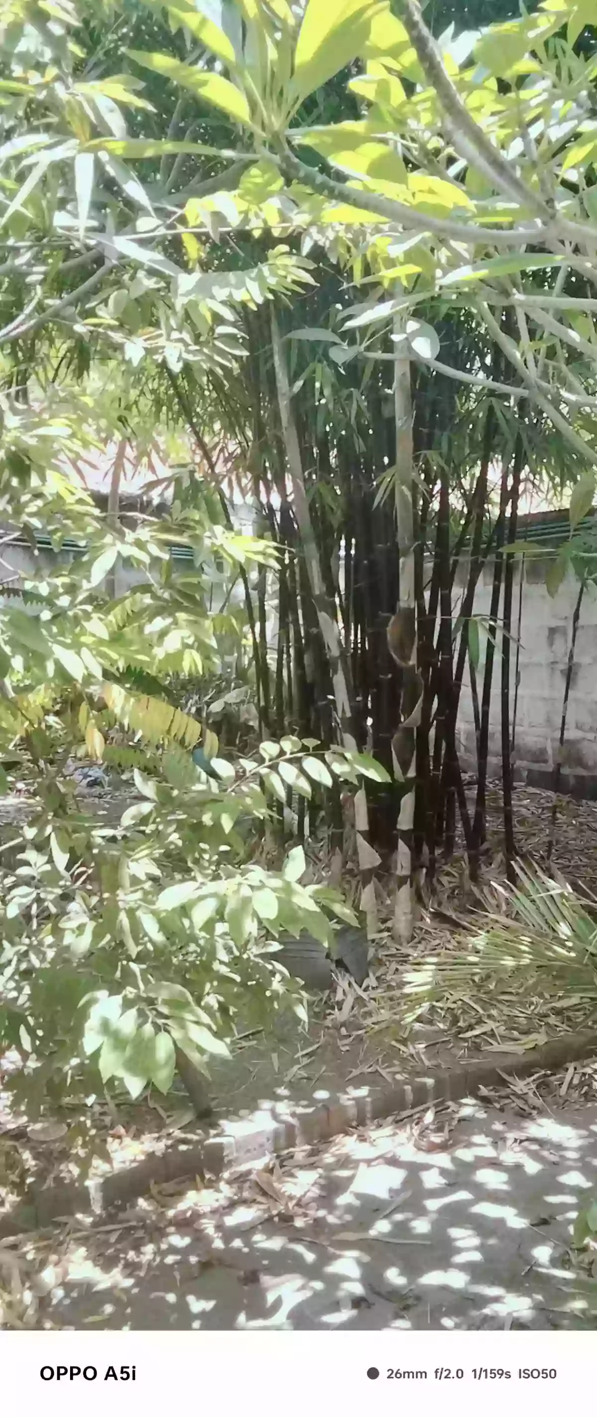 Open photo 22 of 24 — For Sale: 3BR House and Lot in Taclobo, Dumaguete City — 2-Car Garage