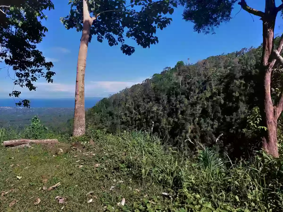 For Sale: Residential Lot in Apolong, Valencia — 1305 sqm — Residential Lot in Valencia, Negros Oriental, 6215 — Photo 3