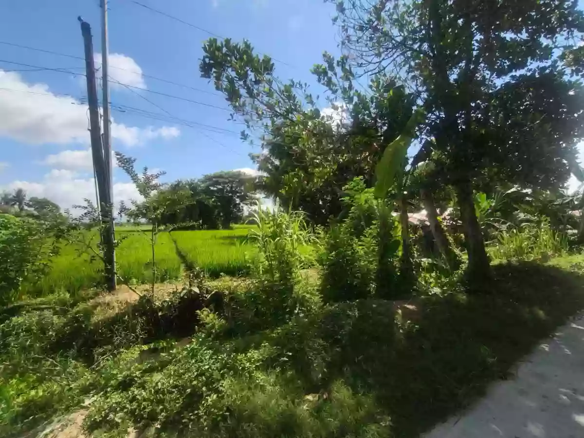 For Sale Agricultural Lot in Patindeguen, Midsayap — 5000 sqm — Agricultural Lot in Patindeguen, Midsayap, Cotabato — Photo 5