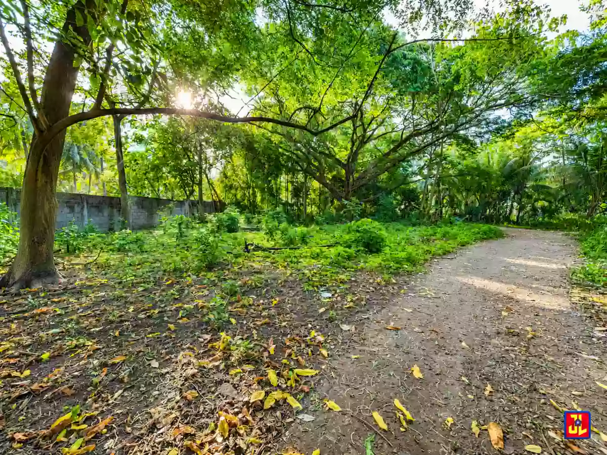 For Sale: Lots Near the Beach in Lipayo, Dauin, Negros Oriental [available] — Beach Lot in Dauin, Negros Oriental, 6217 — Photo 2