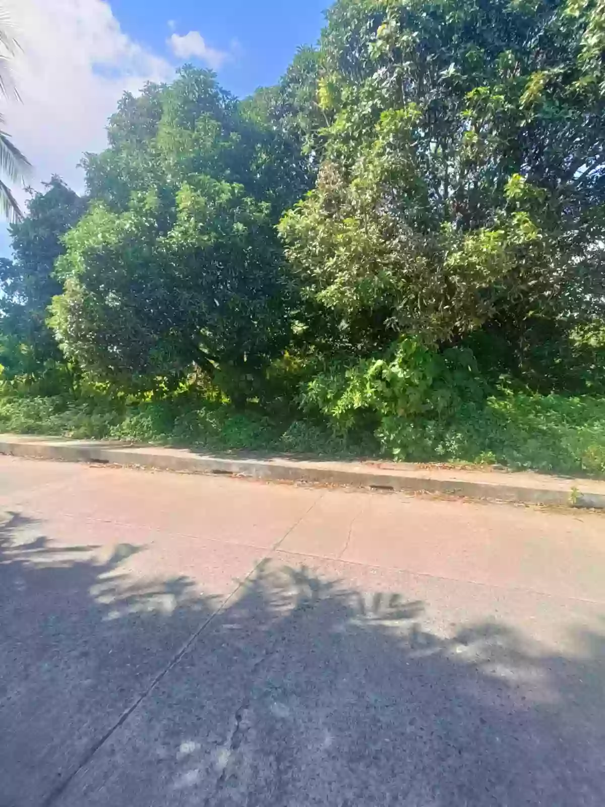 Prime Lot for Sale in Banilad, Dumaguete City π‘ β Residential Lot in Dumaguete City, Negros Oriental, 6200 β Photo 5