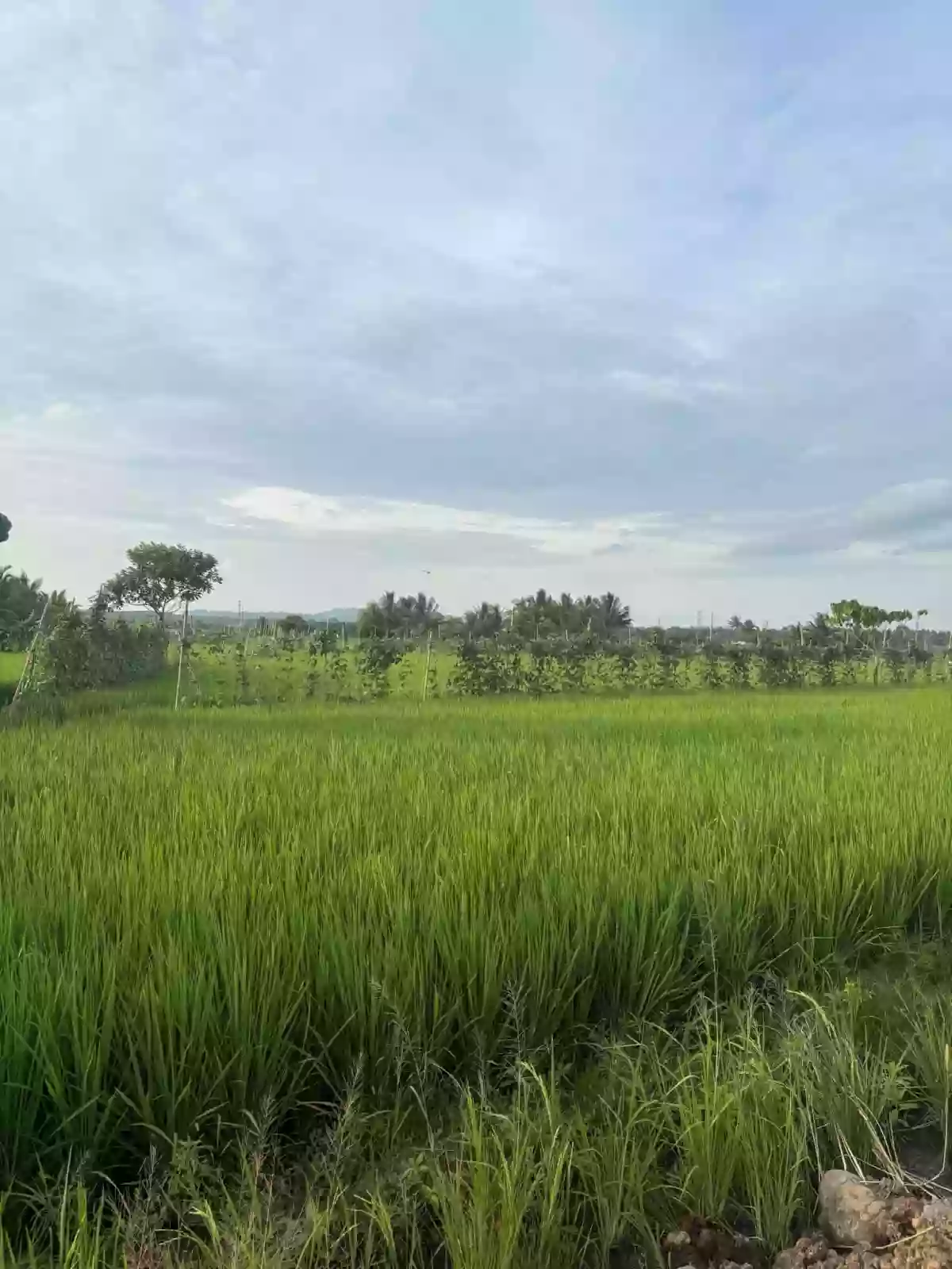Open photo 11 of 14 — For Sale: Agricultural Lot Near Gaisano Grand Calinan, Davao City — 2000 sqm