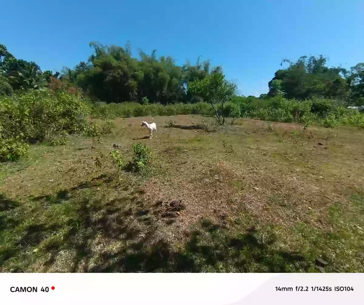 For Sale: Magatas Residential Lot in Sibulan, Negros Oriental — 3058 sqm — Residential Lot in Sibulan, Negros Oriental, 6201 — Photo 7