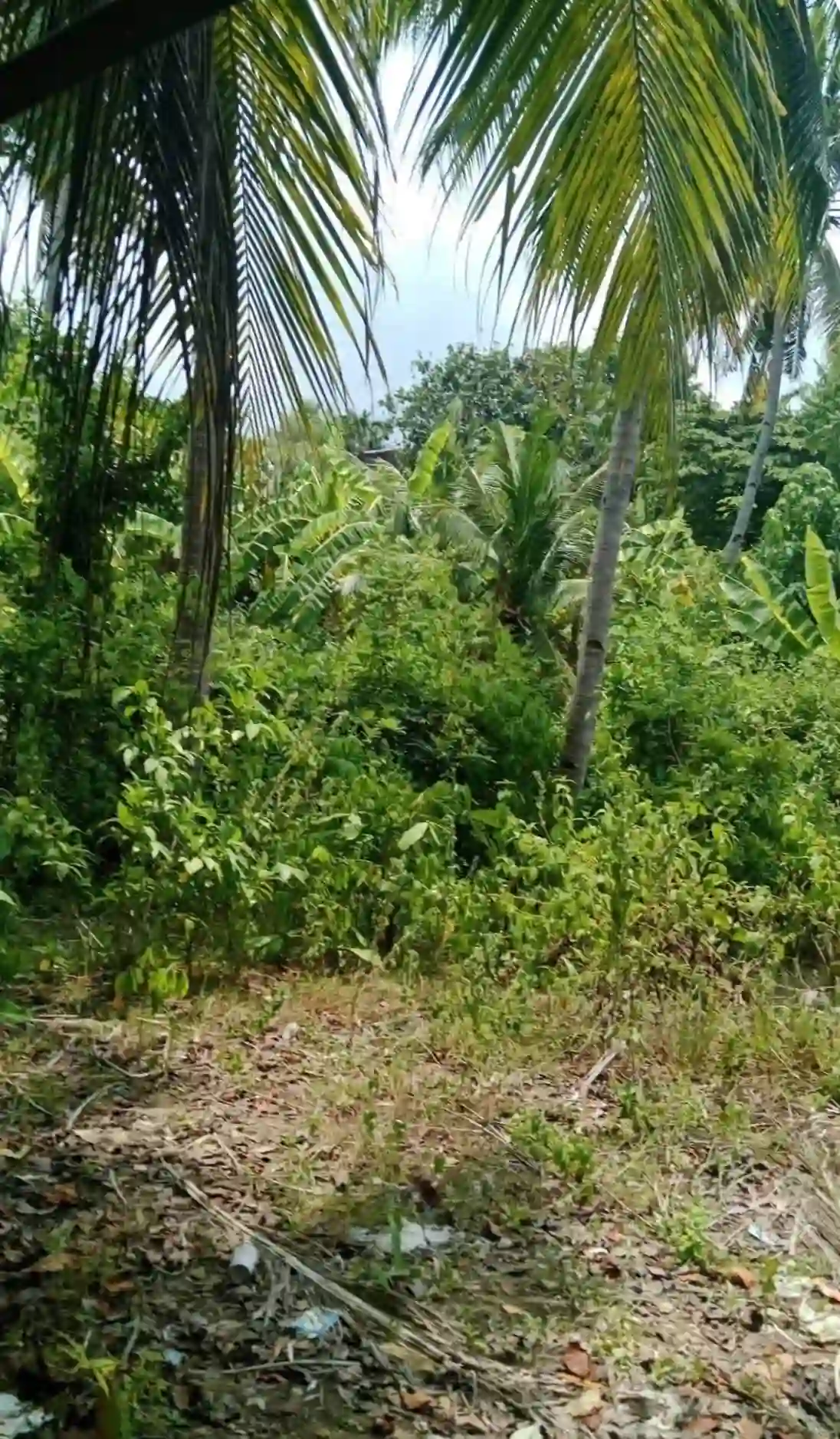 For Sale: Beach Lot in Bogo, Argao, Cebu — 4430 sqm — Beach Lot in Argao, Cebu, 6021 — Photo 5