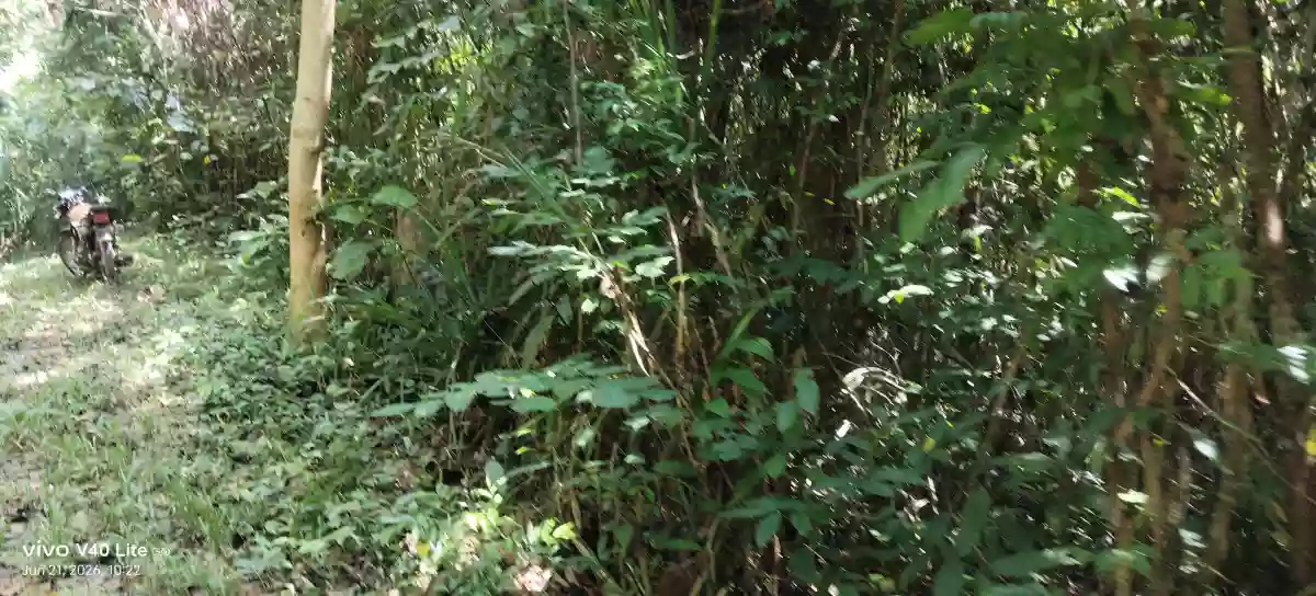 Rush Sale: 17 Hectares Agricultural Lot in New Cuyo, Roxas, Palawan — Agricultural Lot in Roxas, Palawan, 5308 — Photo 4