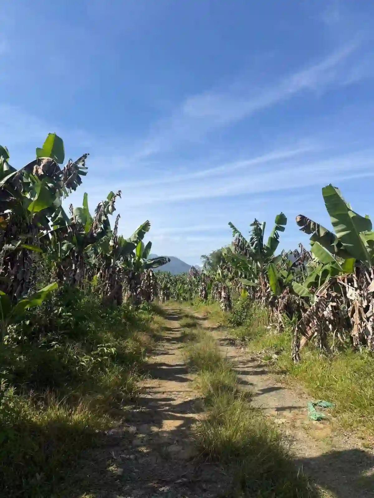 Farm Lot for Sale in Sil- ipon, Libona Bukidnon