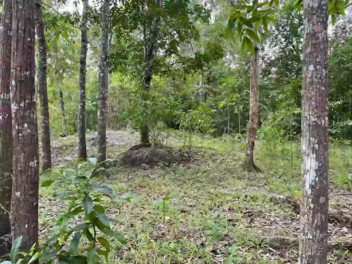 Agricultural Lot for Sale Near Camp Serenity, Nueva Valencia — Calaya — Agricultural Lot in Nueva Valencia, Guimaras, 5046 — Photo 4