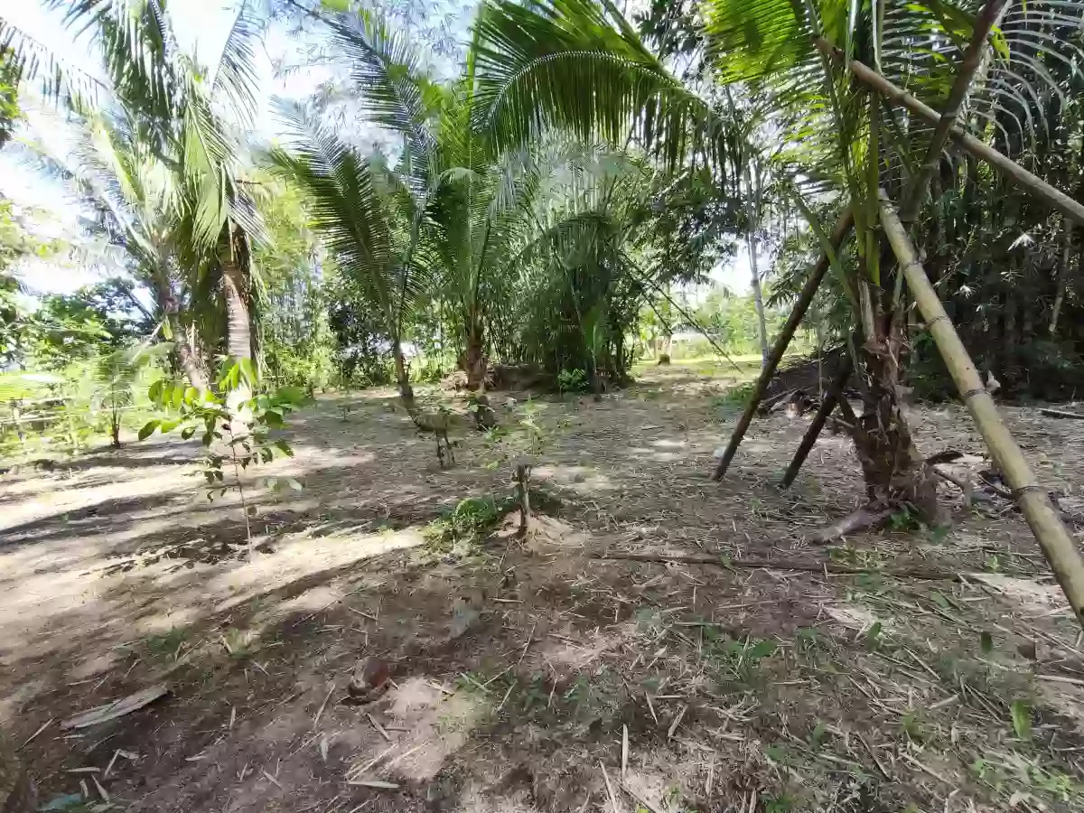 Calsadahay Agricultural Lot for Sale in Tanauan — With Bungalow House — Agricultural Lot in Tanauan, Leyte, 6502 — Photo 3