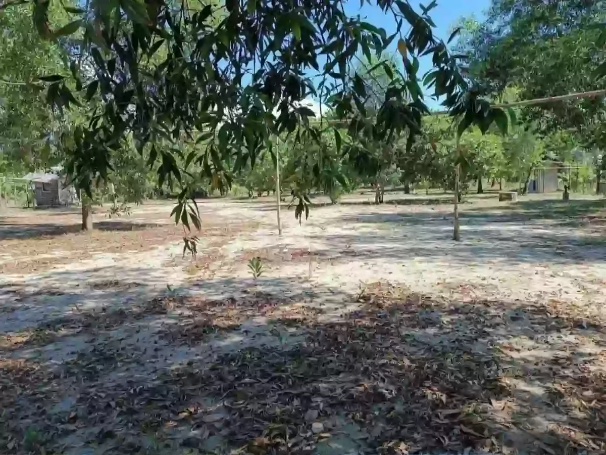 For Sale Beach Lot in Nauhang, Sipalay — 2212 sqm — Beach Lot in Sipalay, Negros Occidental, 6113 — Photo 6